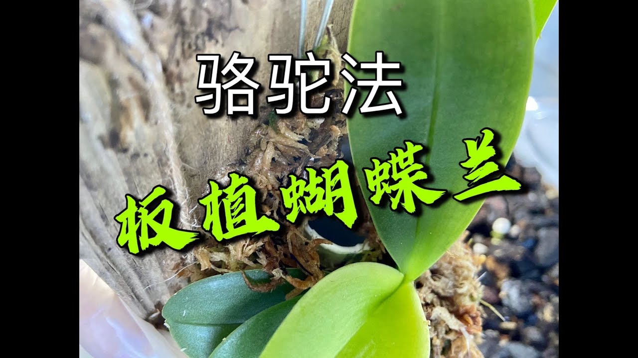 【20197】板植蝴蝶兰，骆驼法 //静姐说花382