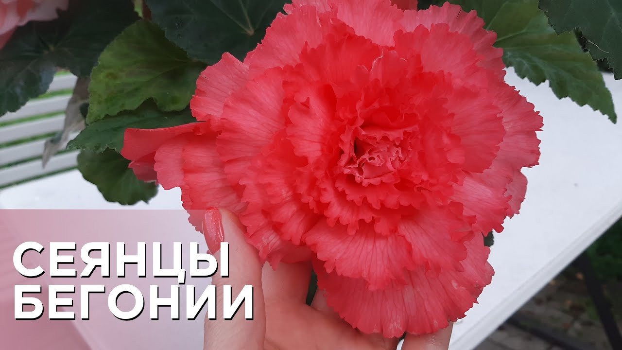 Бегония из семян, личный опыт выращивания!