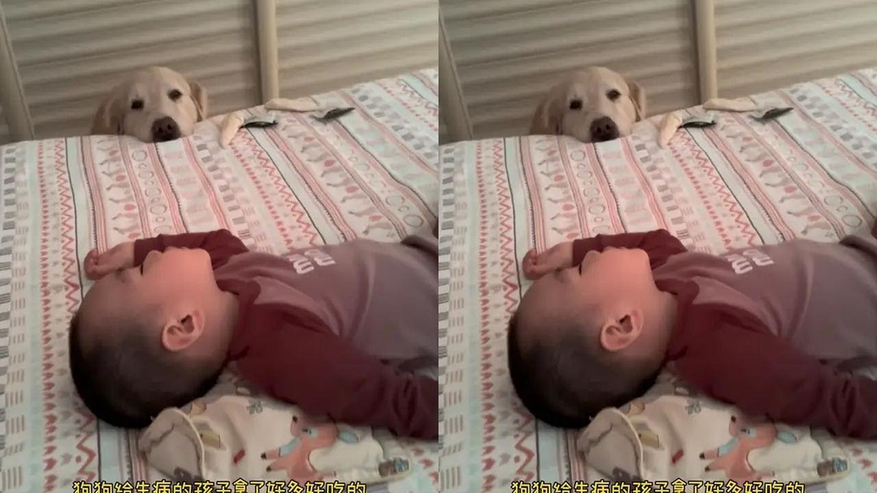 狗狗给生病的孩子拿零食 思议好的不知道怎么用言语形容了 好感动#萌娃和狗狗的治愈时刻 #萌宠给你的爱很坦荡荡 #万物可爱计划 #温馨互动记 #宠物与萌娃