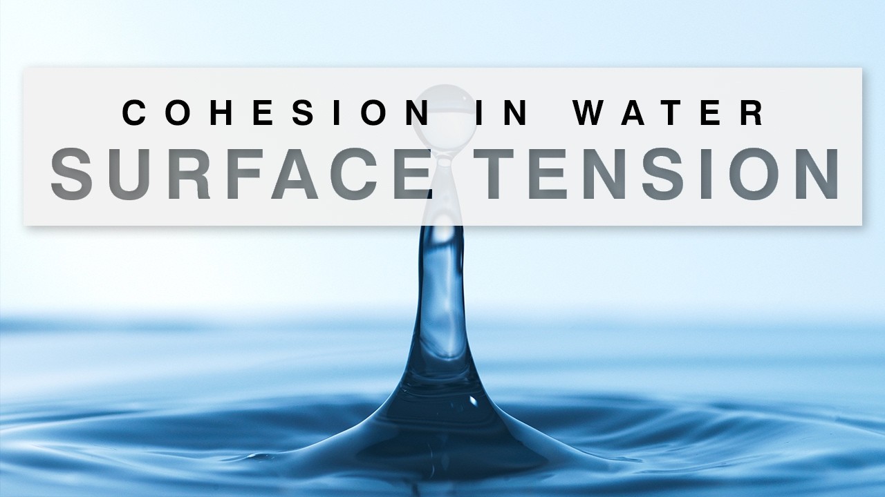Surface Tension Explained [Cohesion in Water]