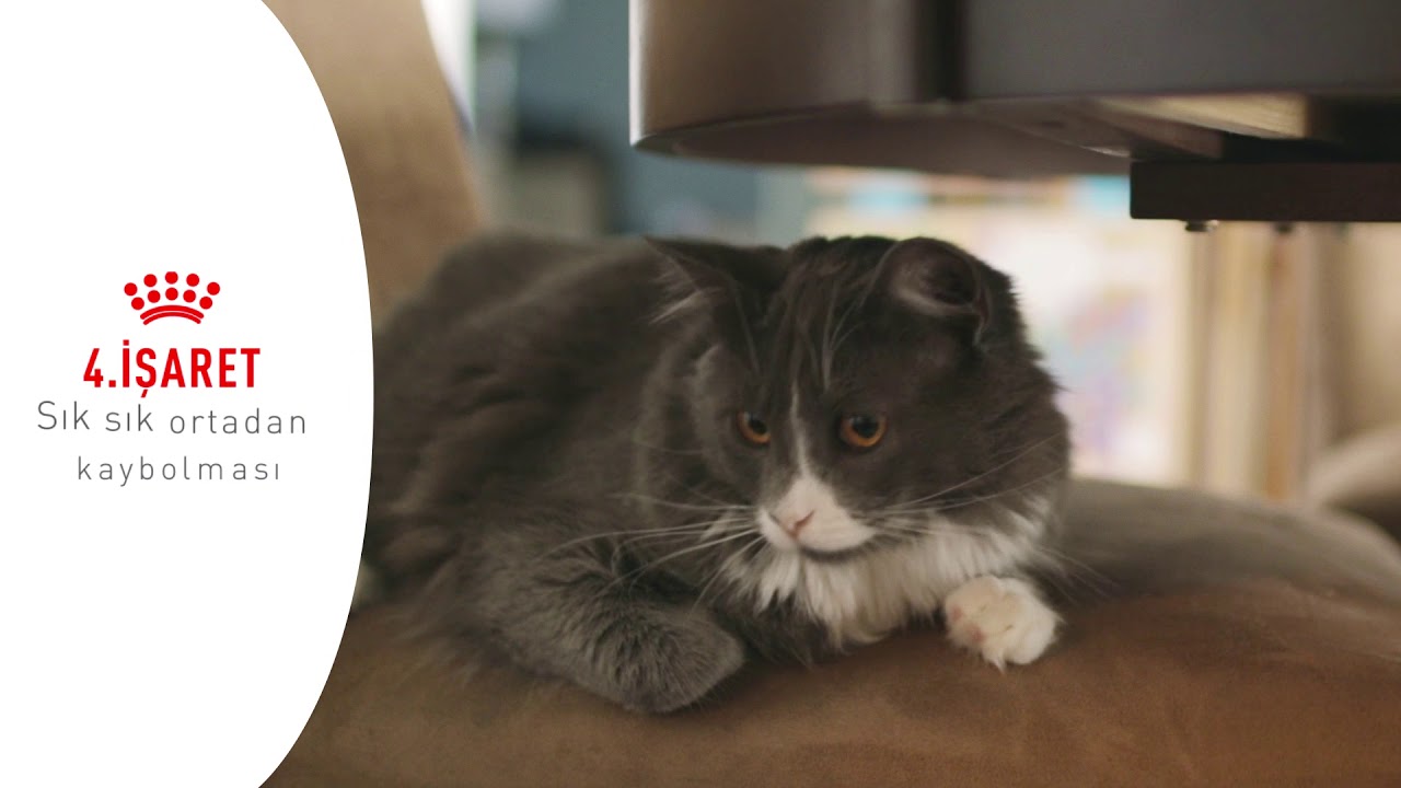 KEDİNİZİN STRES ALTINDA OLABİLECEĞİNİ G&Ouml;STEREN 5 İŞARET