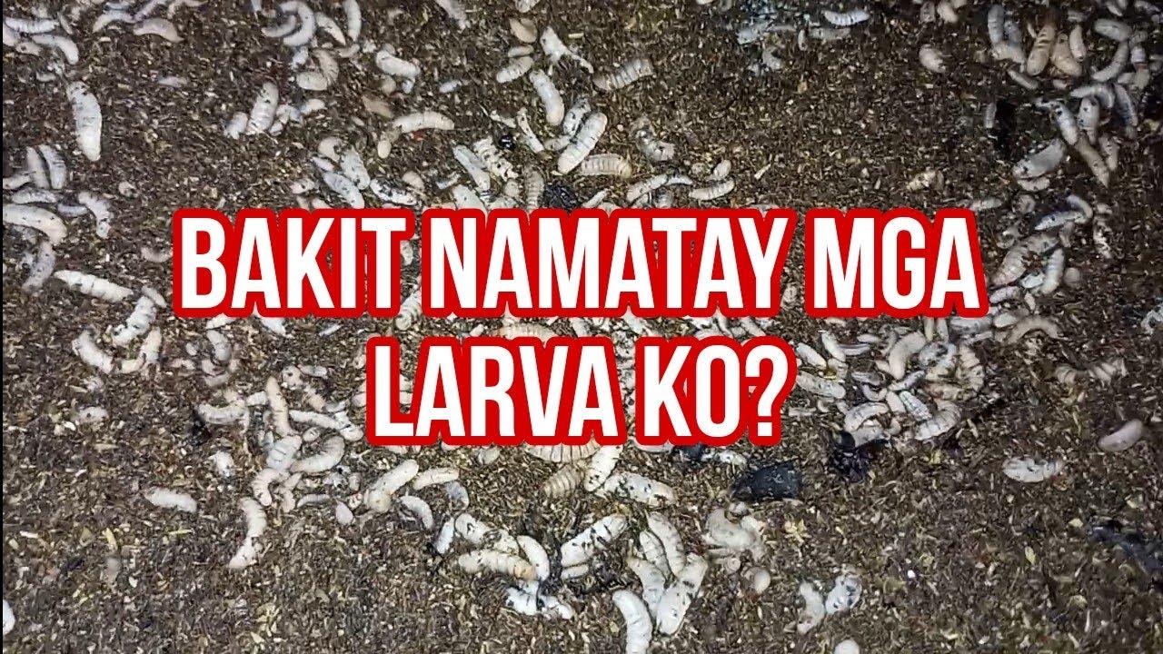 why my BSF larvas are Dying?