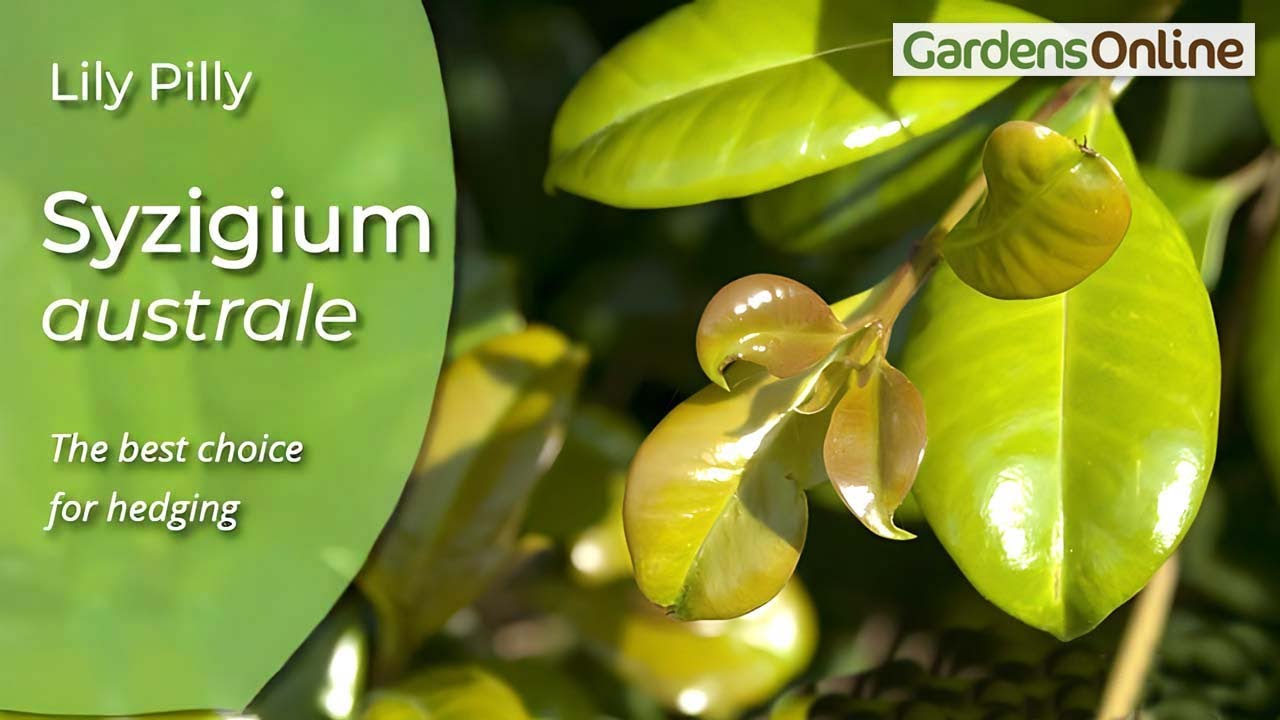 Syzygium australe &mdash; Лилия Пилли