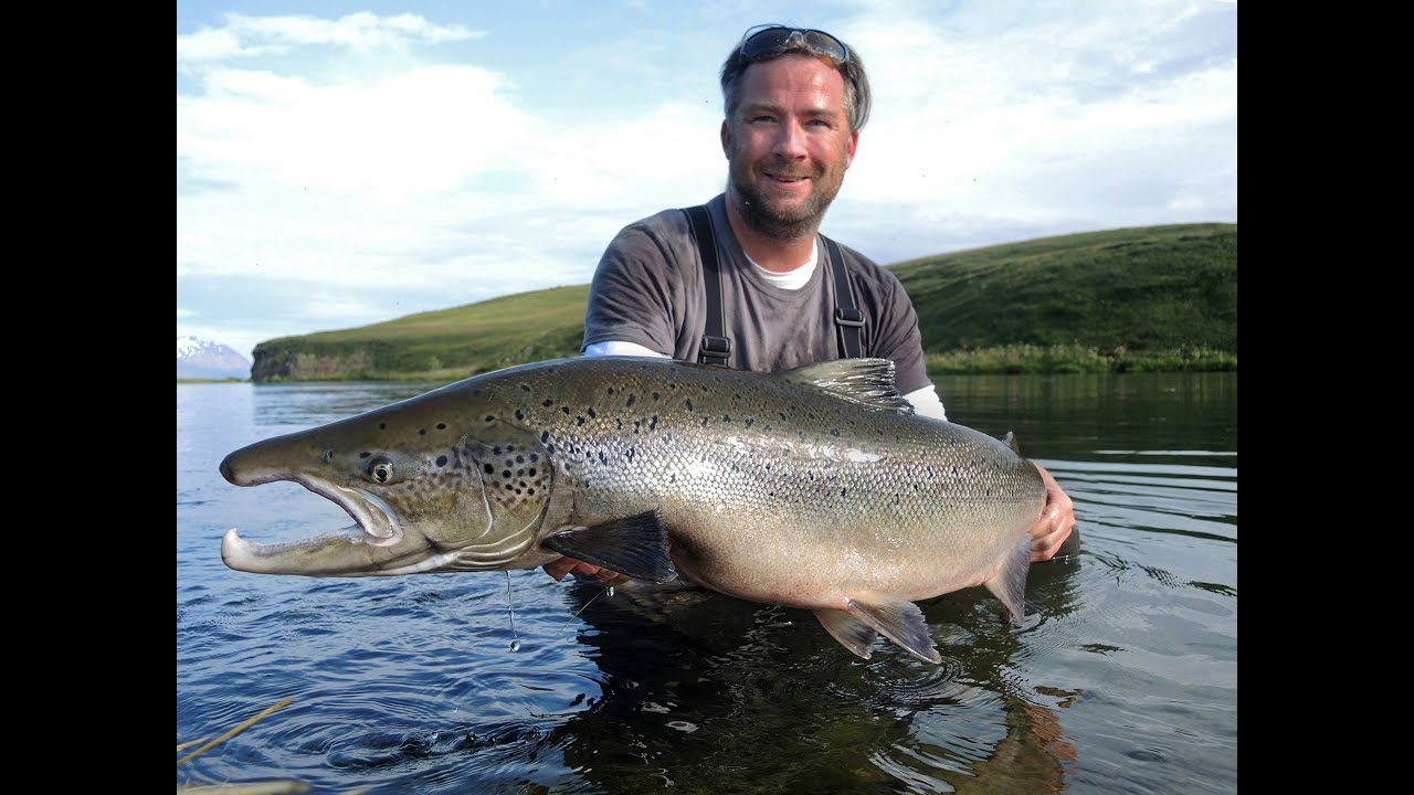 Laxá í Adaldal, Icelands big fish river #1