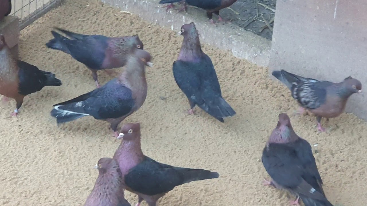 My Archangel pigeons