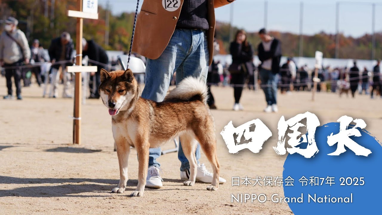 SHIKOKU KEN : NIHON KEN HOZONKAI NIPPO Grand National 2025 令和７年度 公益社団法人日本犬保存会第１２０回全国展覧会 「四国犬の部」