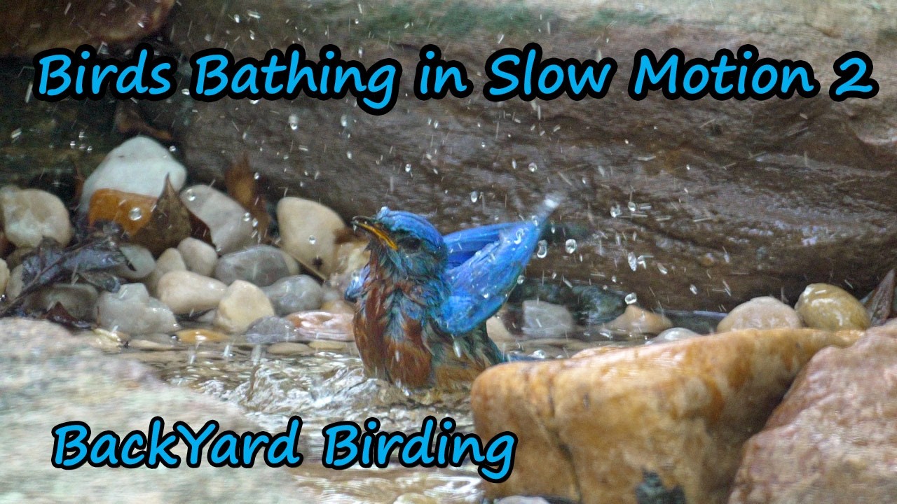 Birds Bathing in Slow Motion 2 - BackYard Birding