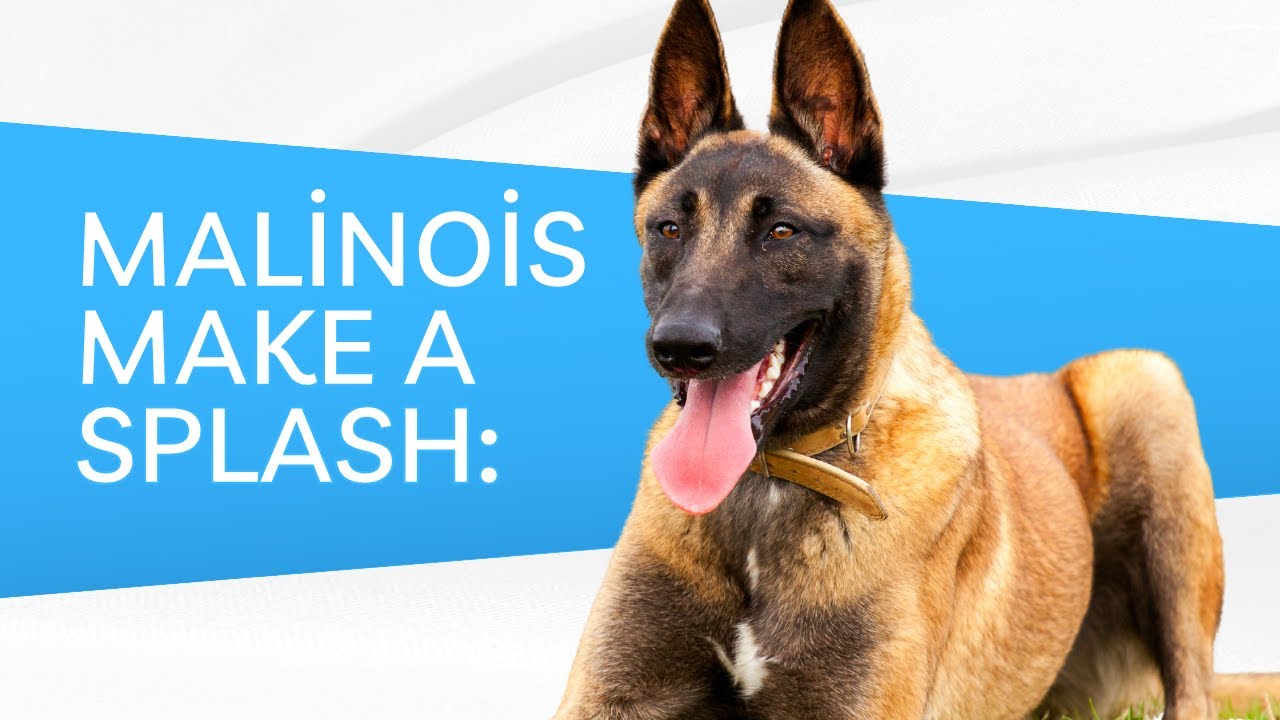 Belgian Malinois Dog Exercise: Swimming and Water Retrieval Activities