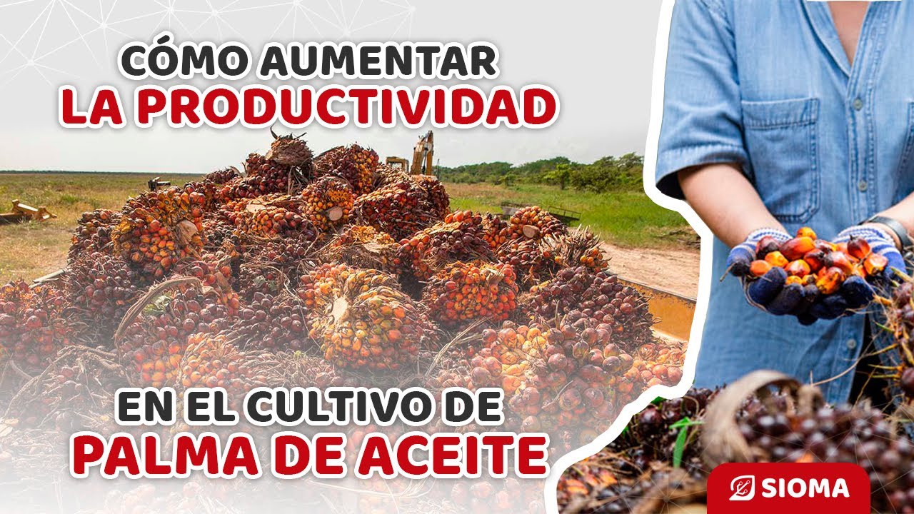 Descubre los secretos para aumentar la productividad de la palma de aceite y maximizar tus ganancias