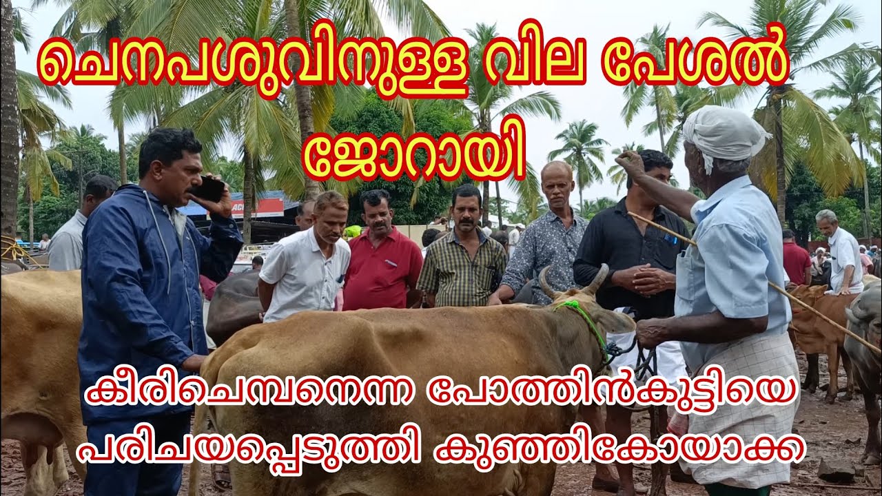 ചെനപശുവിനുള്ള വിലപേശൽ ജോറായി 🐄🐄കീരിചെമ്പനെന്ന പോത്തിൻകുട്ടിയെ പരിചയപ്പെടുത്തി കുഞ്ഞികോയാക്ക