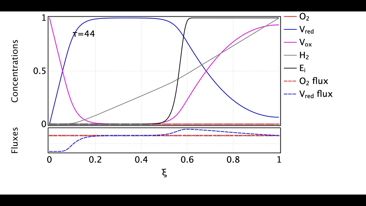 Evolution of the concentration fields in a thick film of redox polymer, embedding a hydrogenase