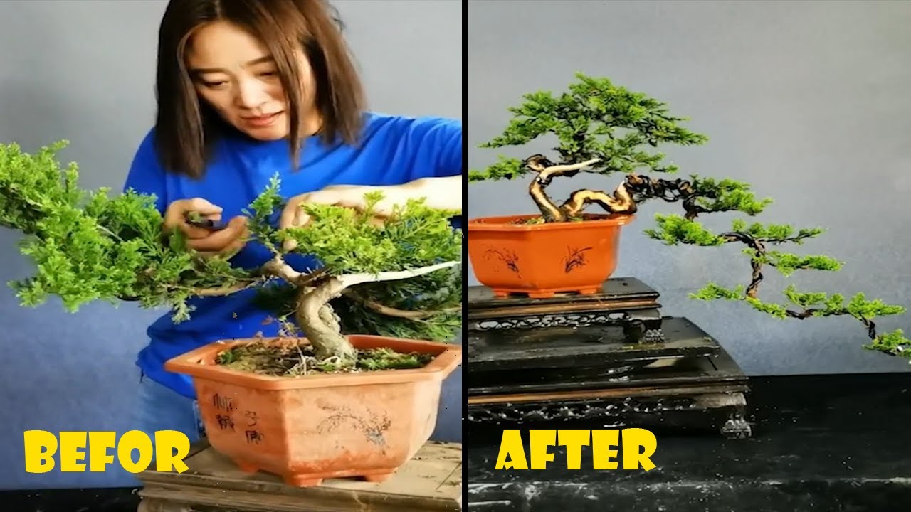 How to bend a bonsai - great bonsai bending skills #178