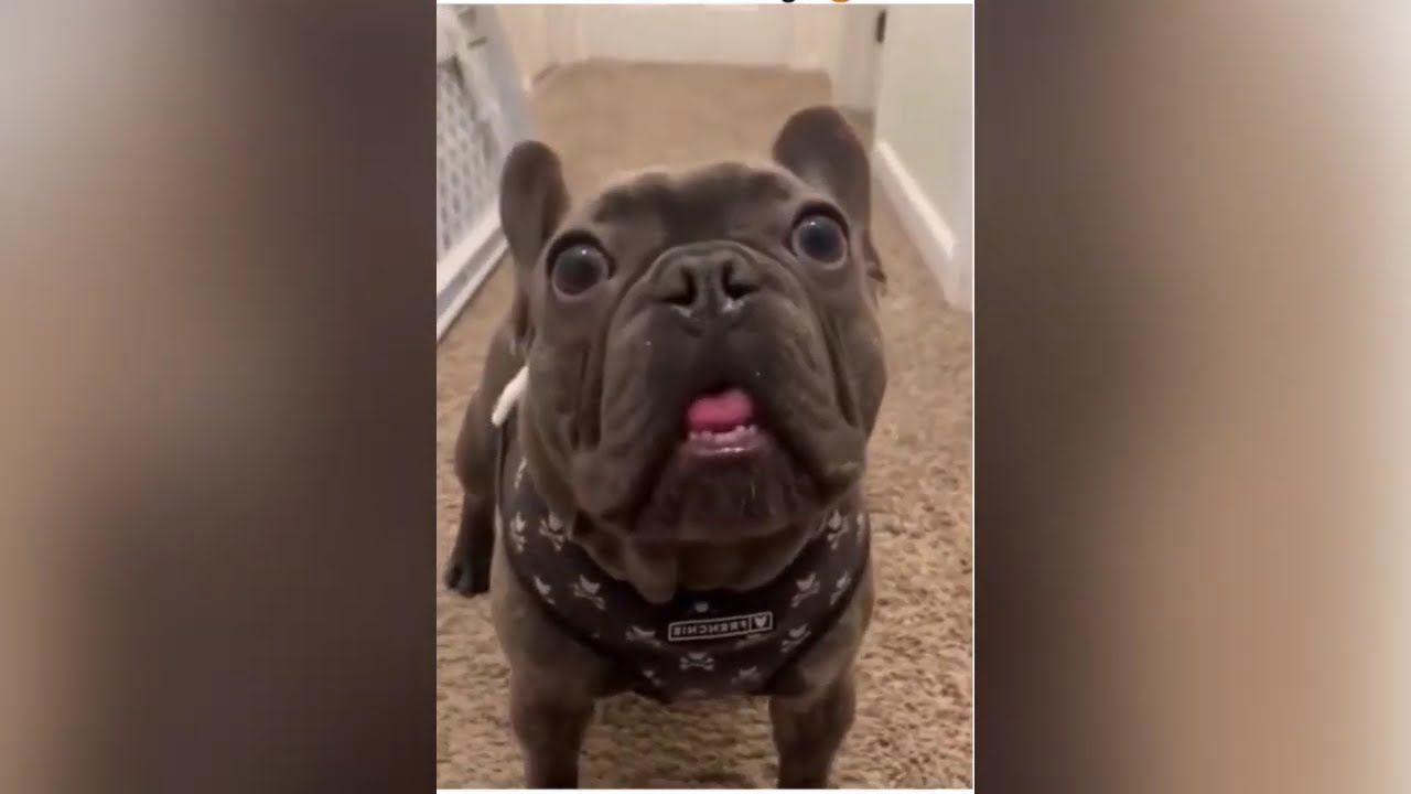 Funny Dogs Videos | Watch The World Most Funny Dogs Videos 