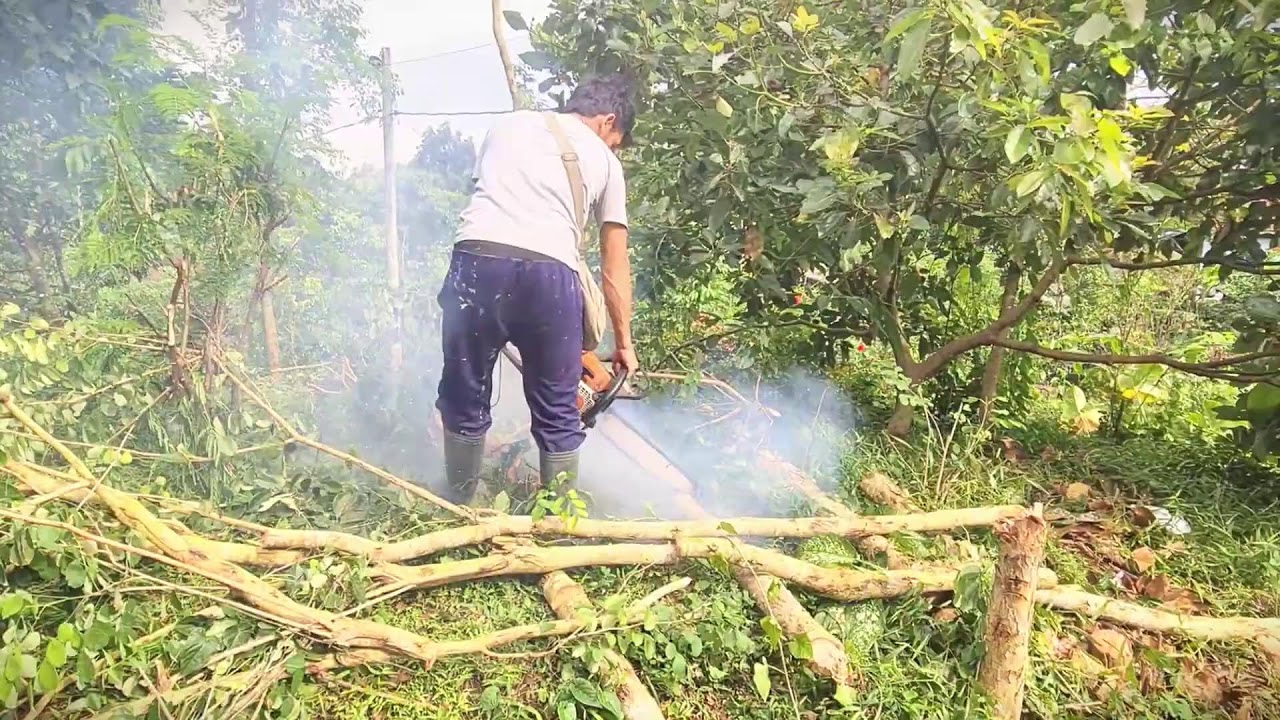 Manual Tree Clearing for Farmland Preparation #RuralAgriculture #TraditionalFarming