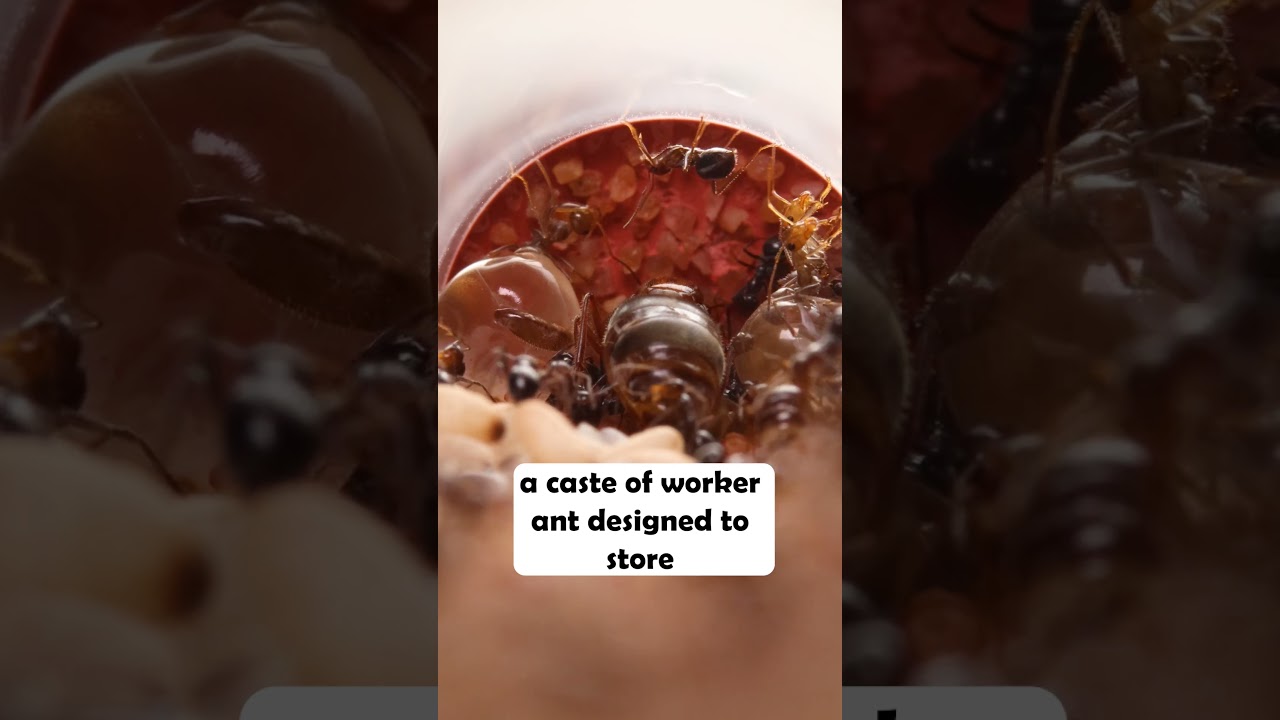 Myrmecocystus mimicus #hormiga #antspecies #ants #myrmecology #macrophotography
