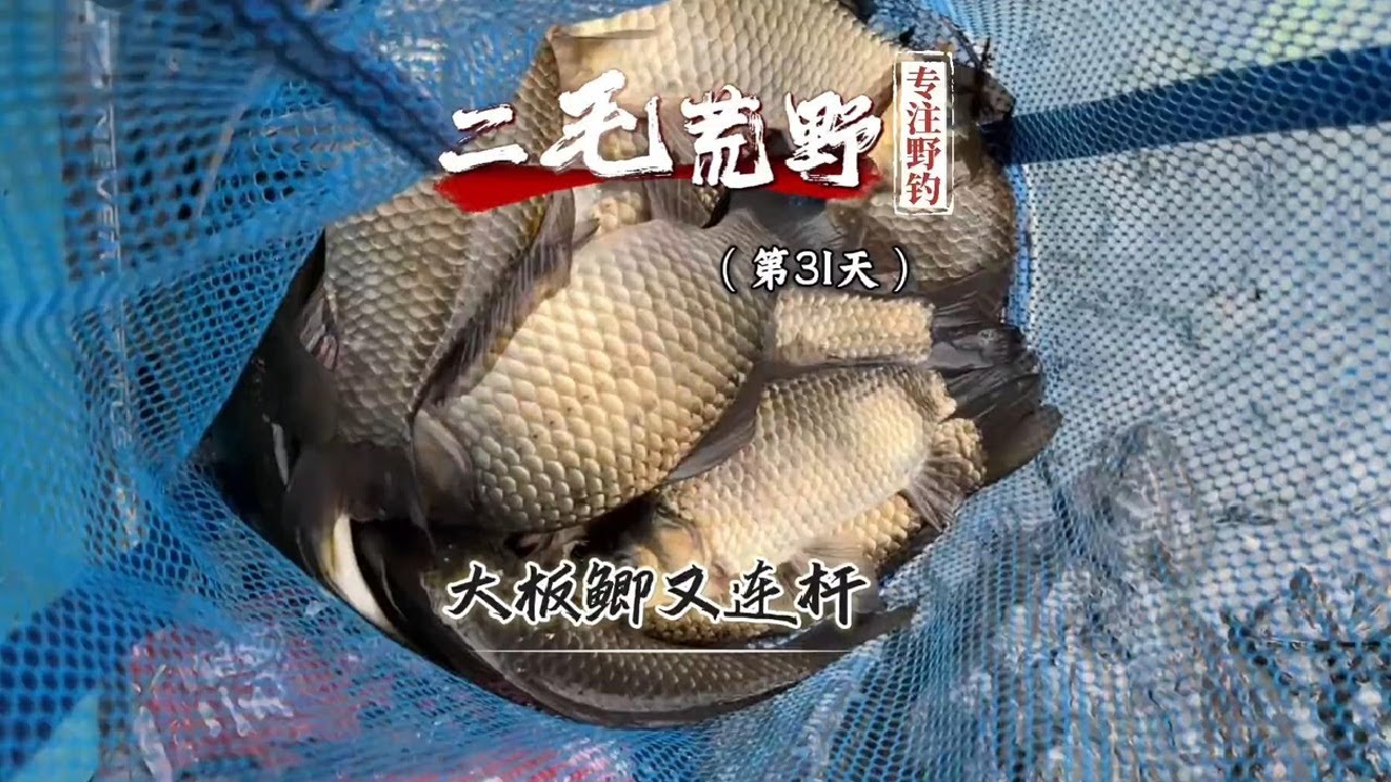 团队荒野钓鱼求生第31天 大板鲫又连杆，这钓着太爽啦#垂钓