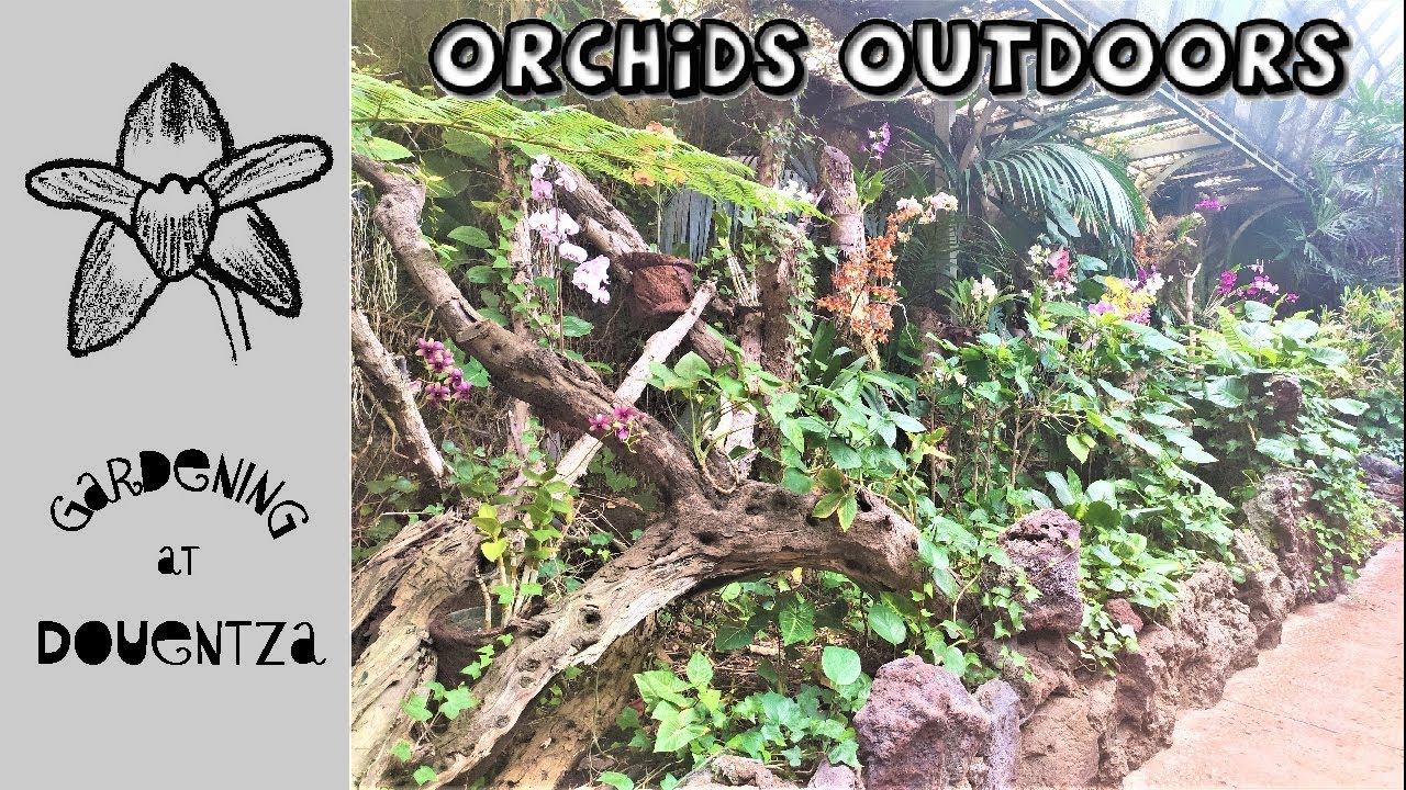 Techniques for Growing Orchids Outdoors in Subtropical Climates
