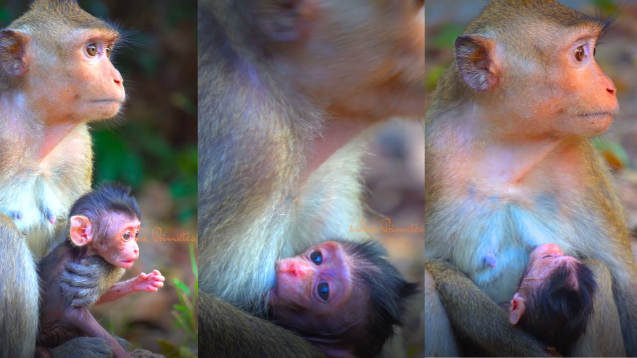 Take a look at a young monkey mother | Wild Primates Photography