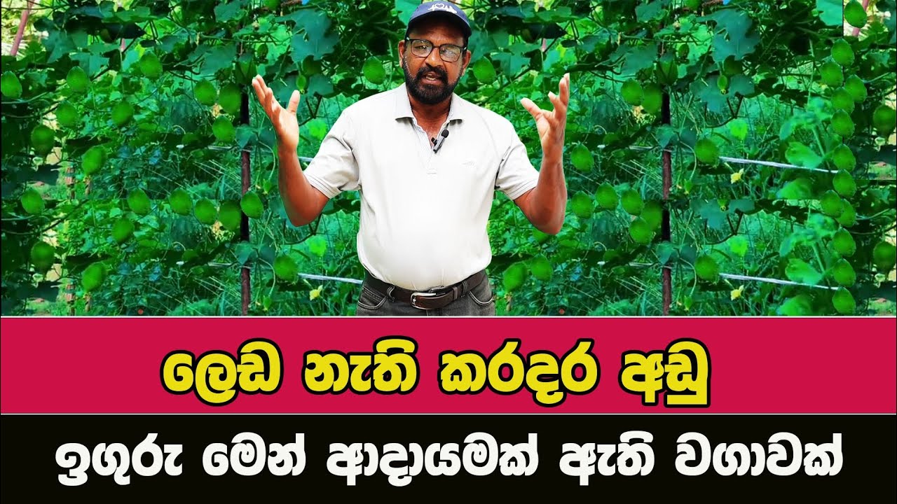 වැඩි අදායමක් සහිත වගාවක් / @AgriView61 