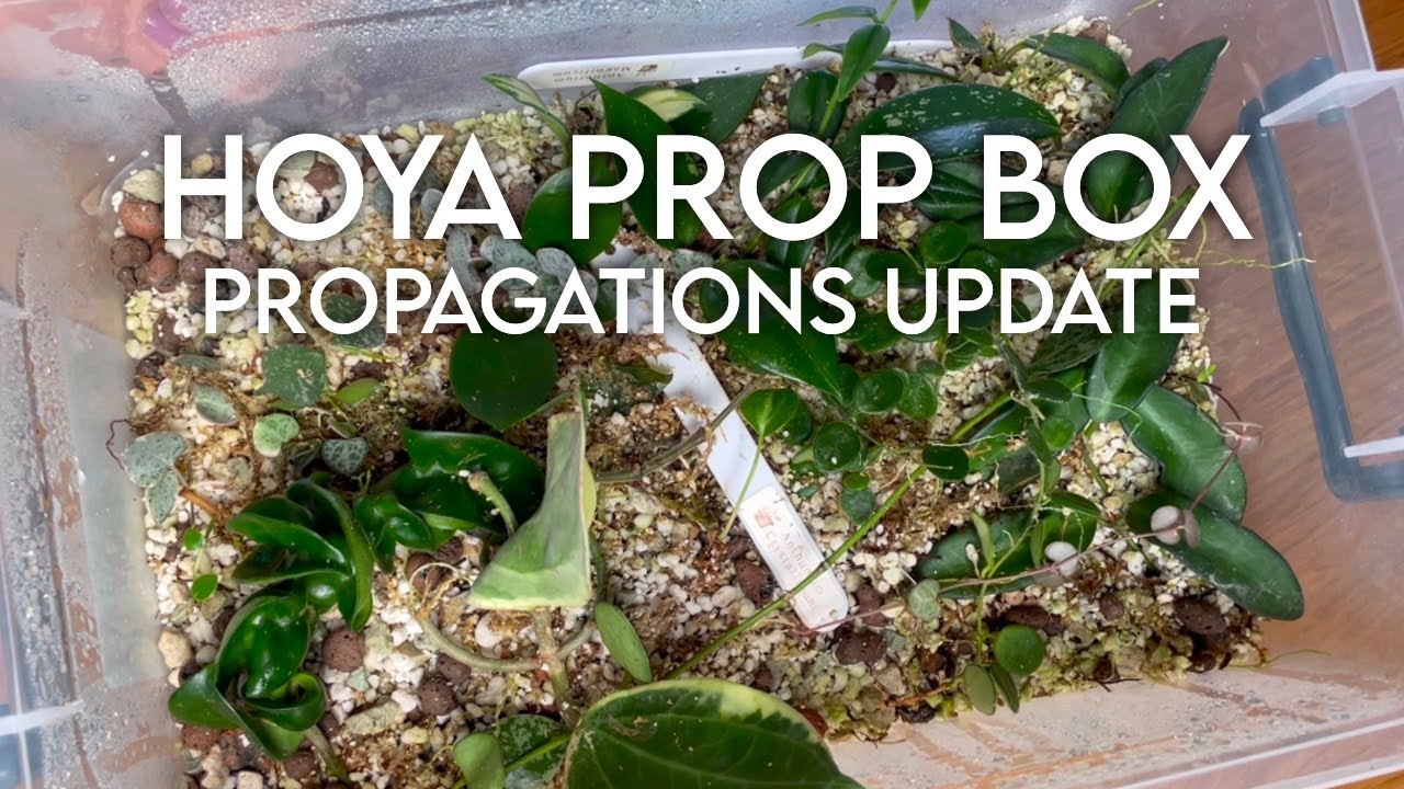 Hoya Prop Box | Propagations Updates