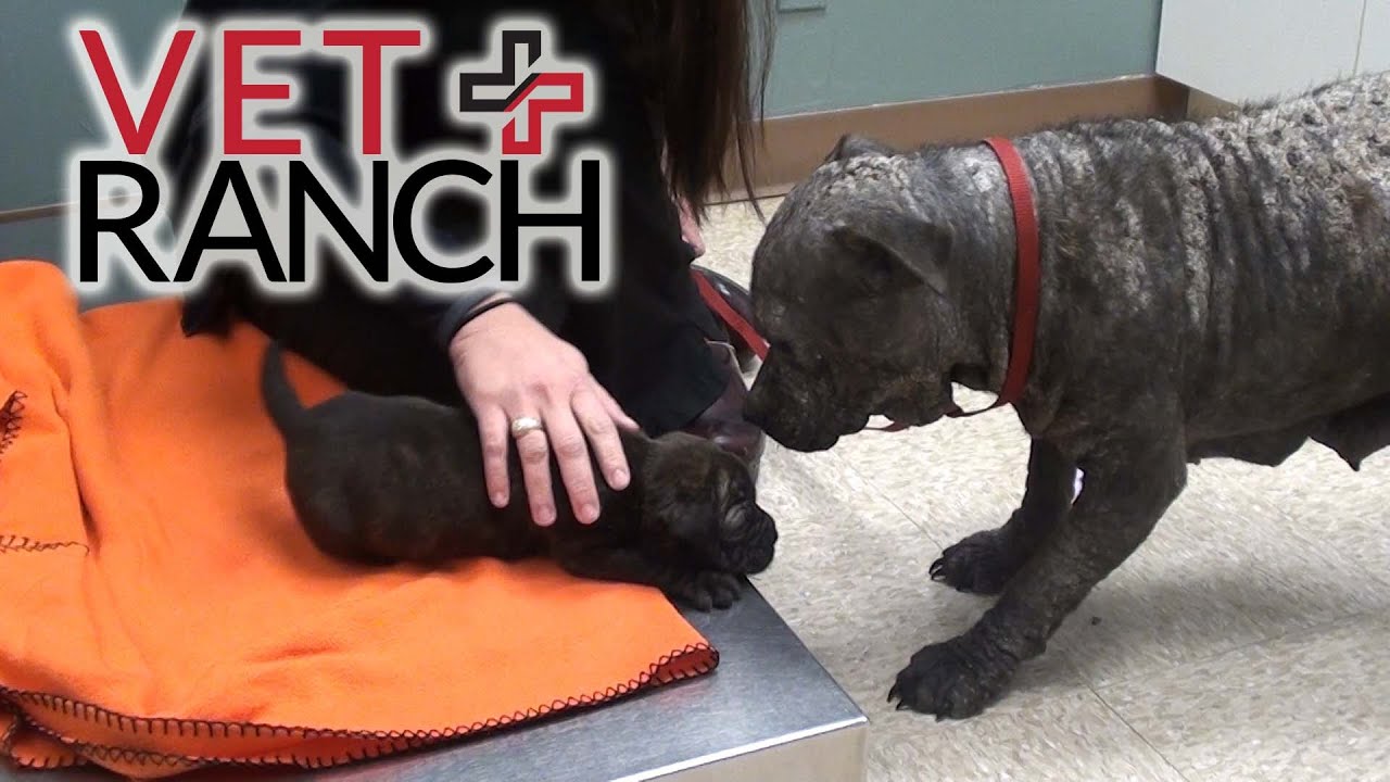 Homeless Mom and Pup Transformed