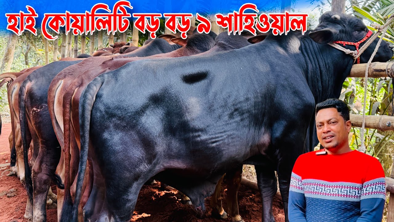 ২০২৬ কোরবানি হাই কোয়ালিটি বড় বড় ৯ শাহিওযাল। খামার উপযোগী।রাজশাহী সিটি হাট