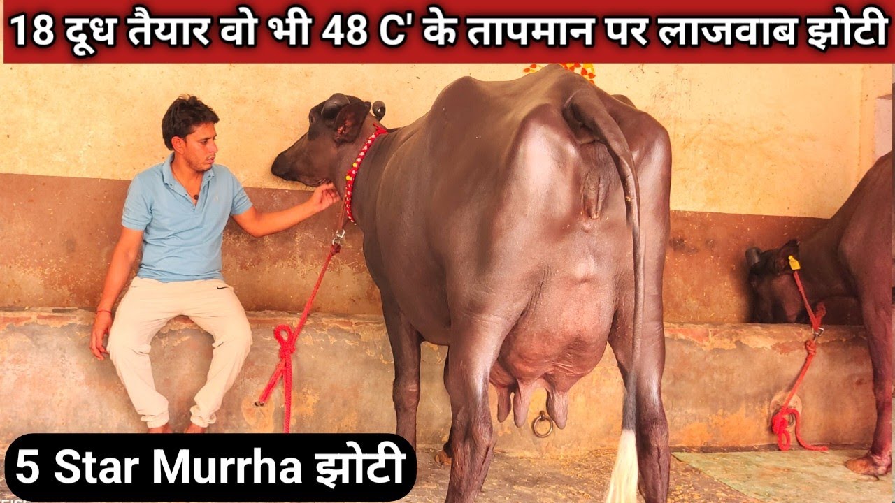 👍18 किलो दूध तैयार कि एक और लाजवाब लेवटी with ✌️female calf Available for buyers, Jhajjar Haryana👍