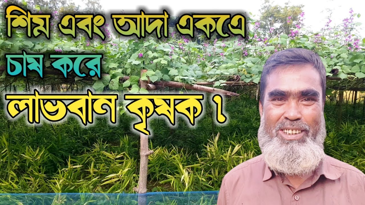 শিম এবং আদা একএে চাষ করে লাভবান কৃষক।আদা চাষ পদ্ধতি ।Ginger bean cultivation method.