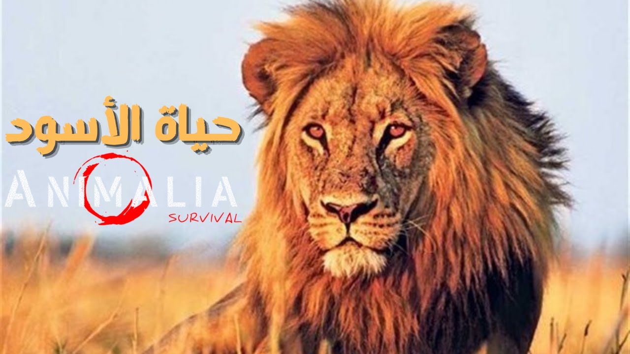 انيمليا سيرفايفل حياة الاسود |  Animalia Survival lions fight