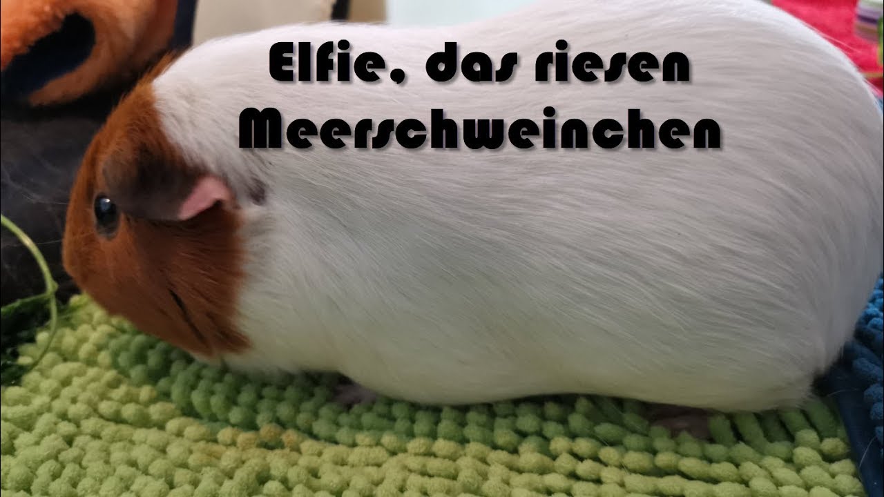Putzen und Füttern, was brauchen die Meerschweinchen? :-D