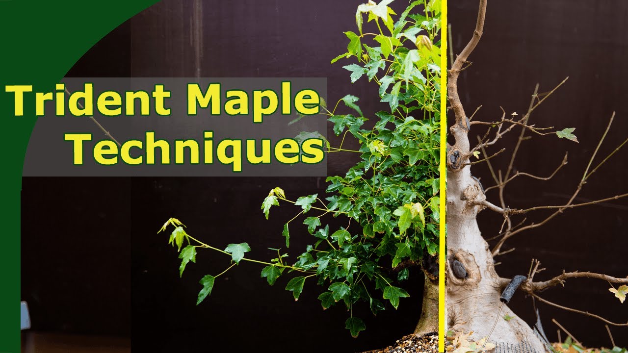 Maple Techniques: How to develop Branches and Close Wounds. One year Trident