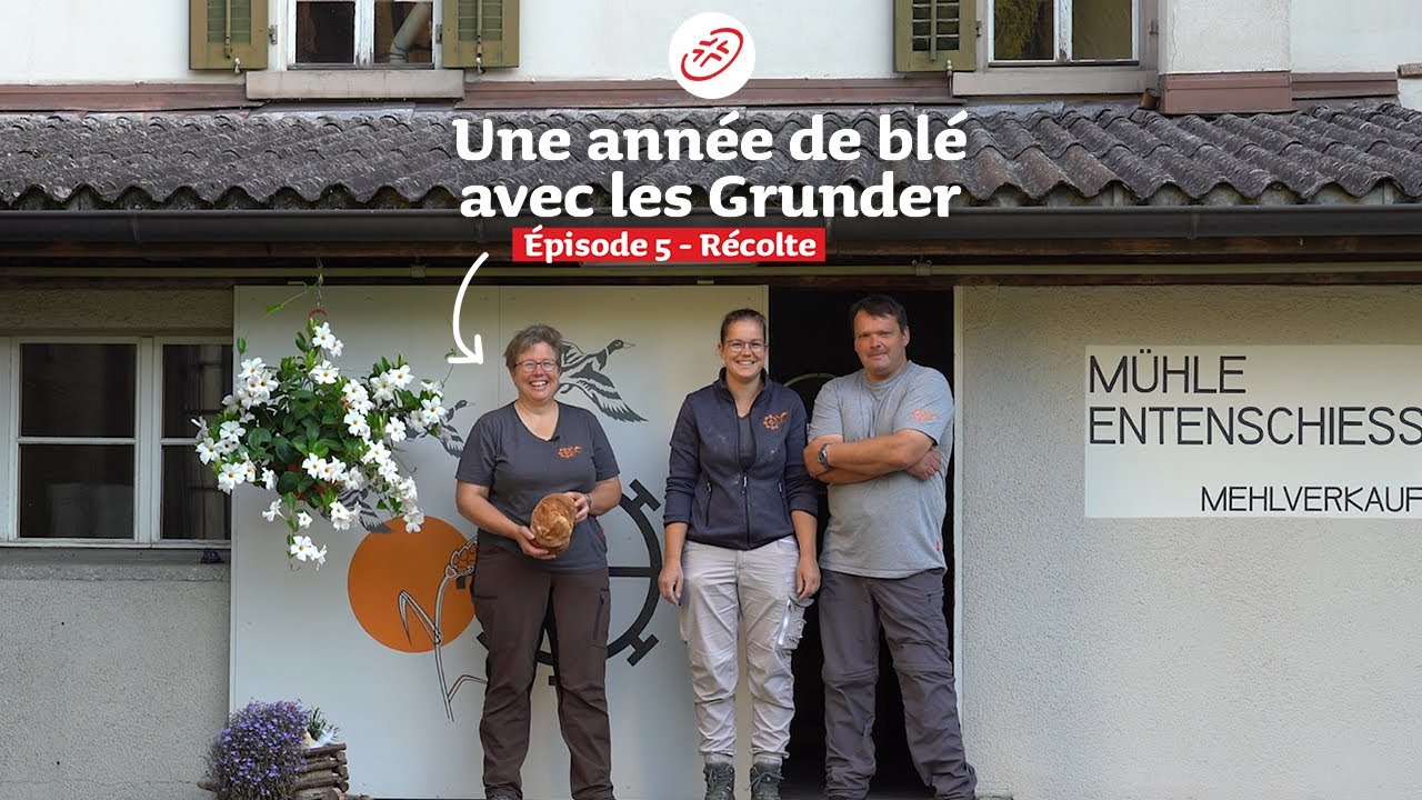 L’année du blé, partie 5 – la récolte à la ferme Entenschiess ! 🌾
