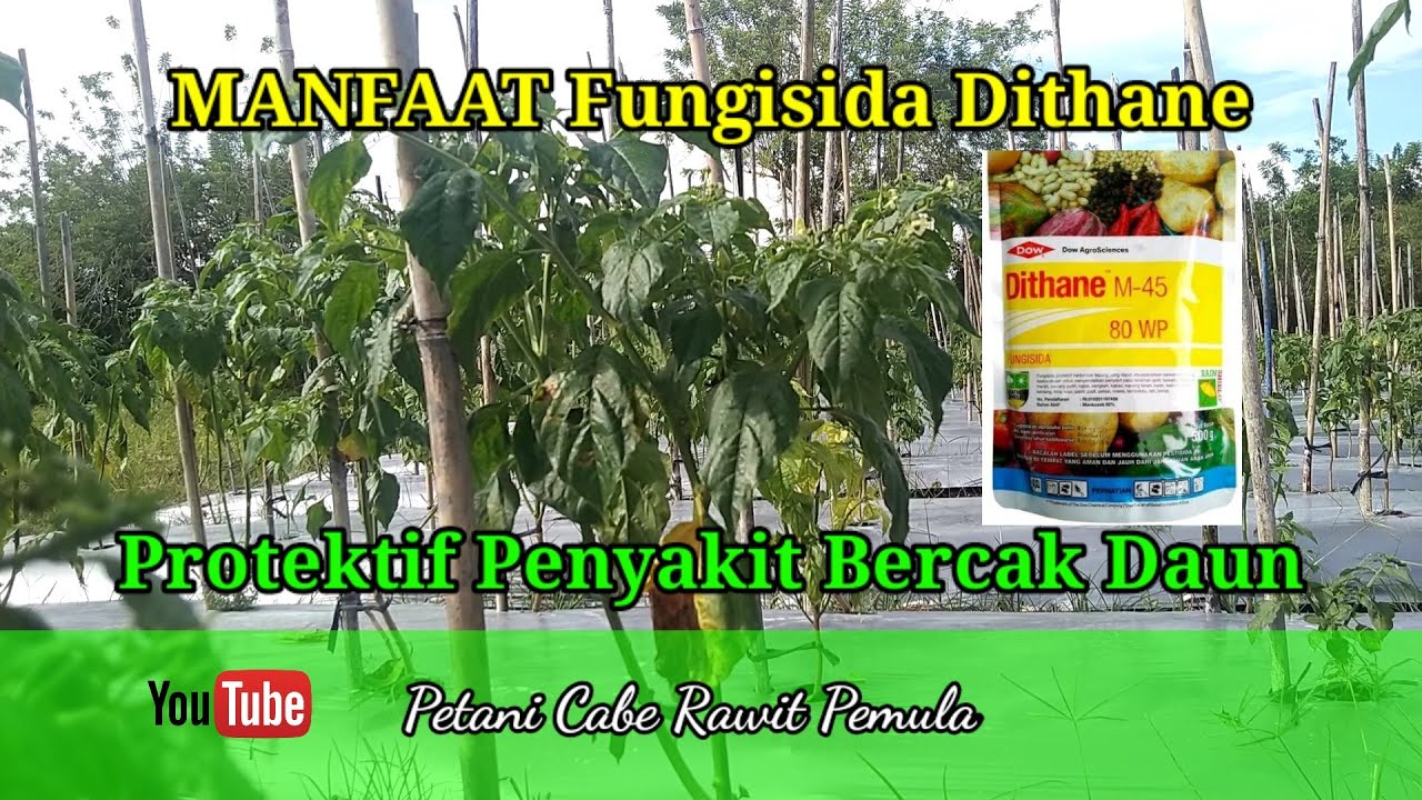 Cara dan Dosis Penggunaan Fungisida Dithane untuk Mengobati Bercak Daun Cabe Rawit