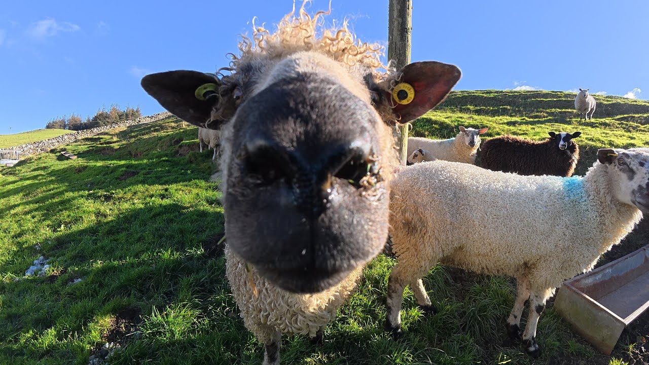 Haylage