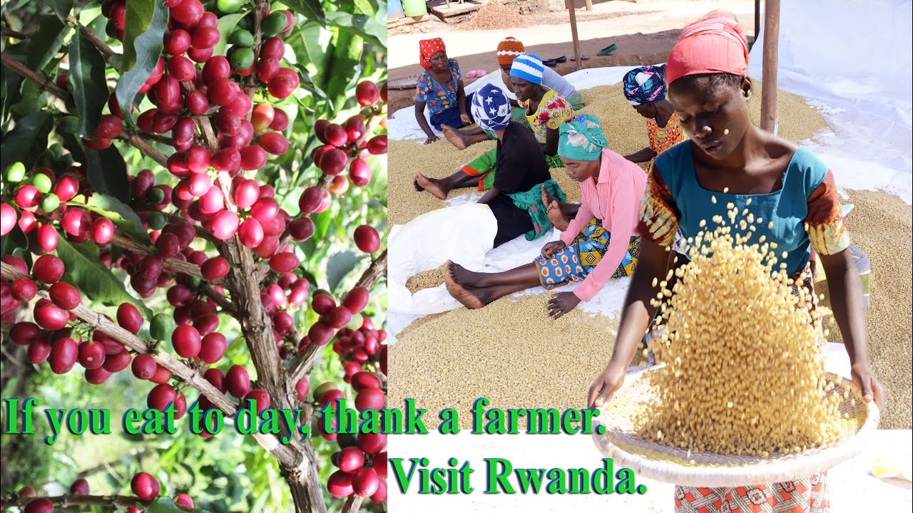 Ngoma/Rurenge: Uruganda rutonora ikawa rukanazitunganya ISHEMA COFFEE rumaze guteza imbere abagore