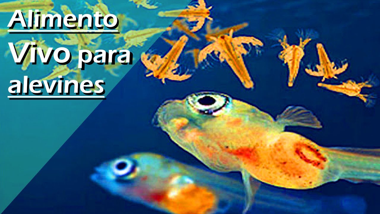 90🦠.- Como Crear INFUSORIOS - Alimento VIVO para ALEVINES ( Platano / Lechuga / Patata / Betta)