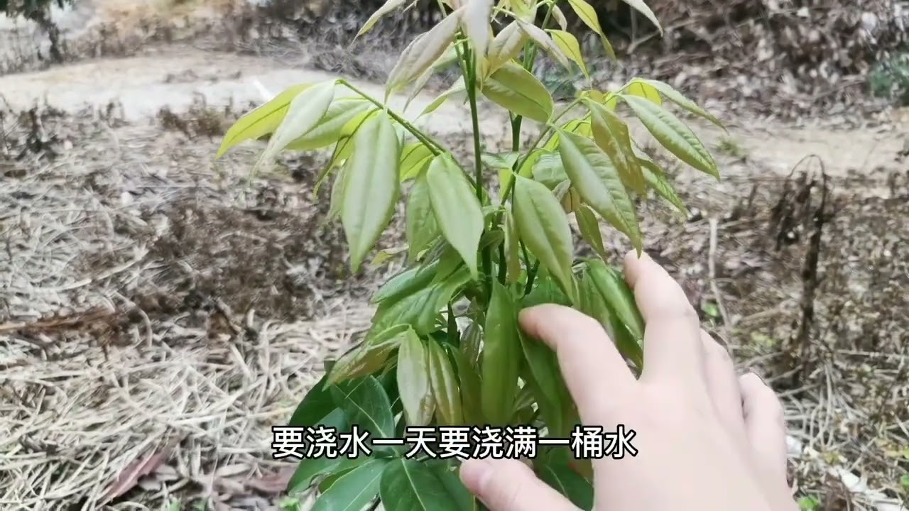 家公教我这样种树苗，累并快乐着，荔枝苗活了，好开心