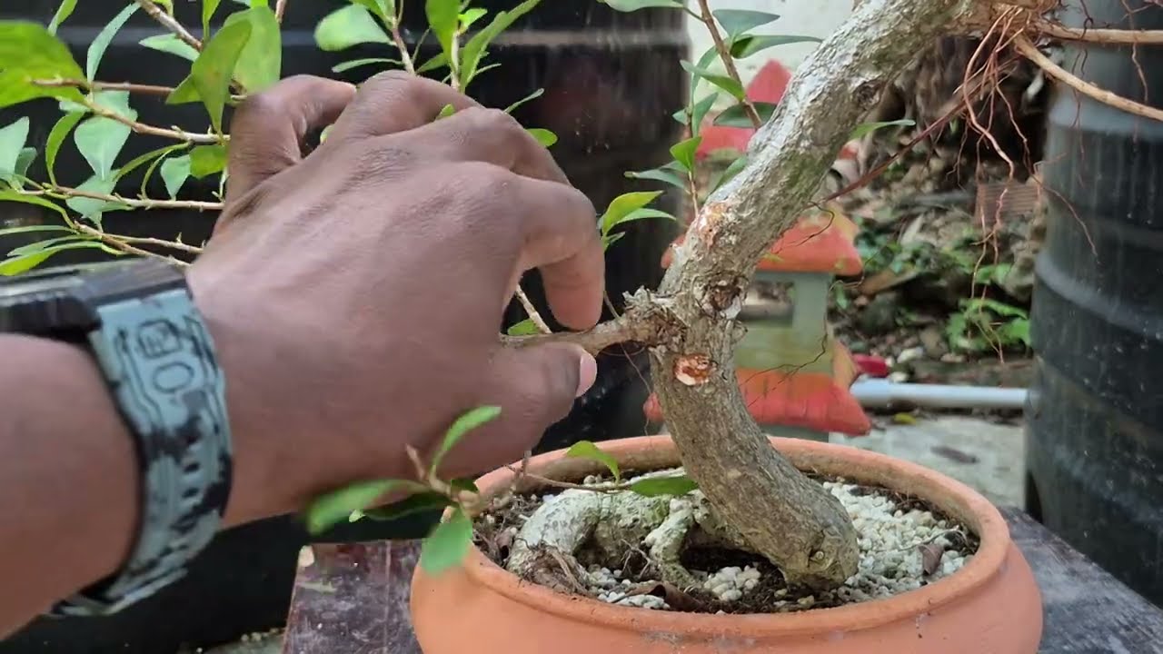 A Ficus Afternoon - Try Bonsai 12/02/26