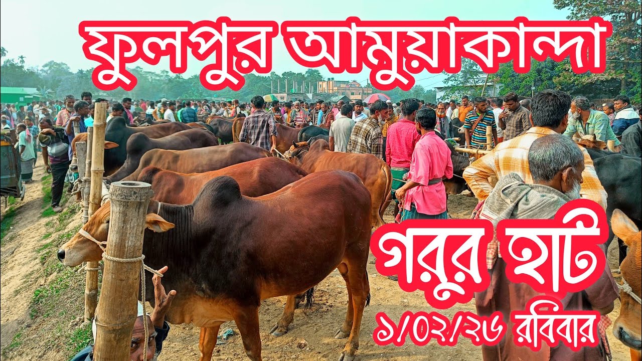ঐতিহ্যবাহী ফুলপুর আমুয়াকান্দা গরুর হাট real cow market update 