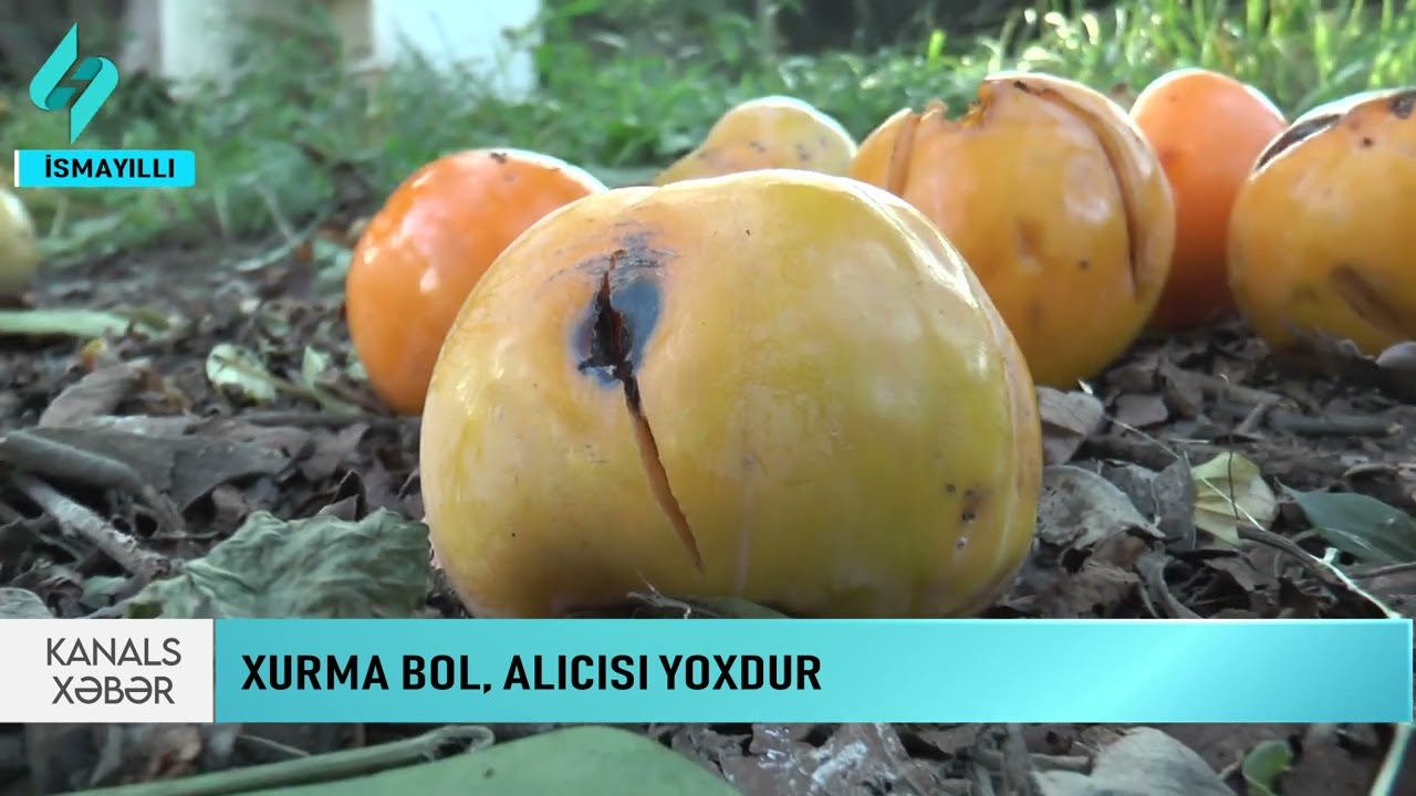Xurma bol, alicisi yoxdur... | Kanal S Xeber