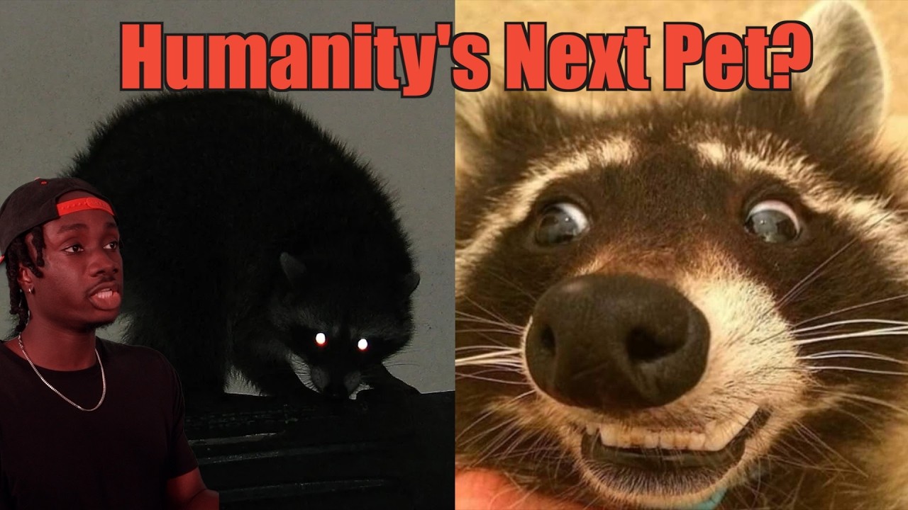 How Raccoons (Almost) Got Away With It