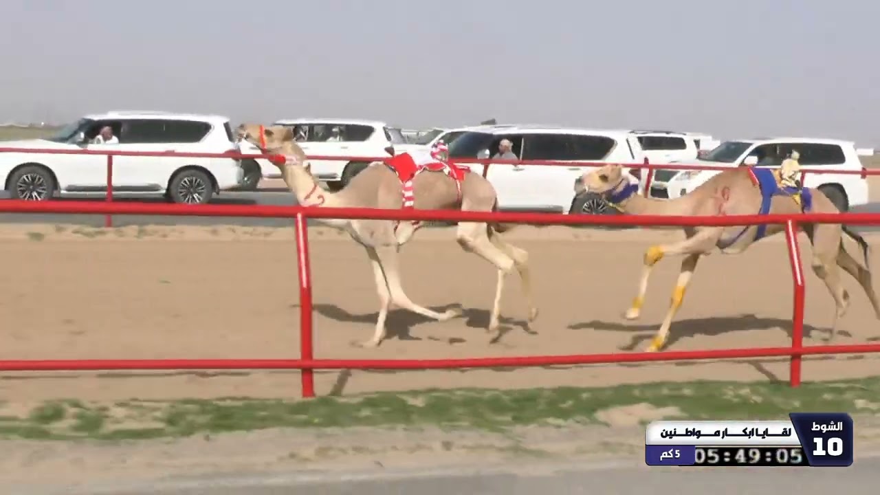 10 الشوط العاشر لقايا ابكار مواطنين الاحد 08 02 2026