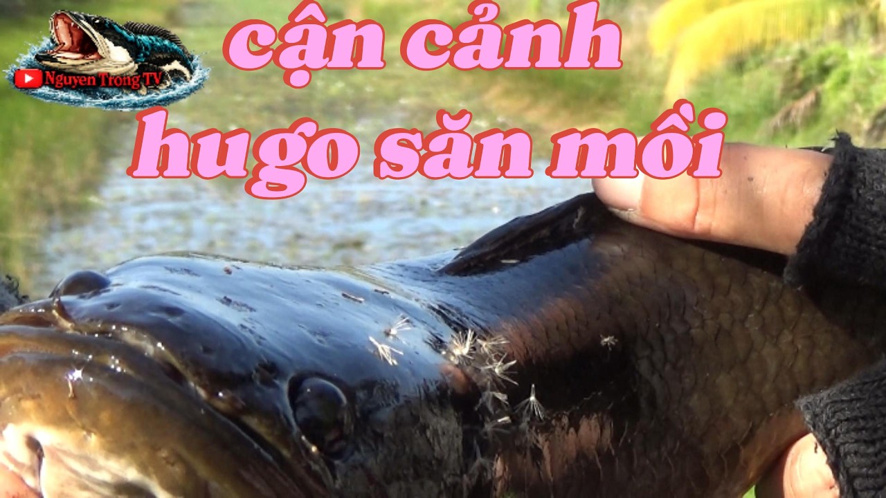 C&acirc;u C&aacute; L&oacute;c Ngo&agrave;i Tr&agrave;m Chim || Cận cảnh c&aacute; t&aacute;p mồi