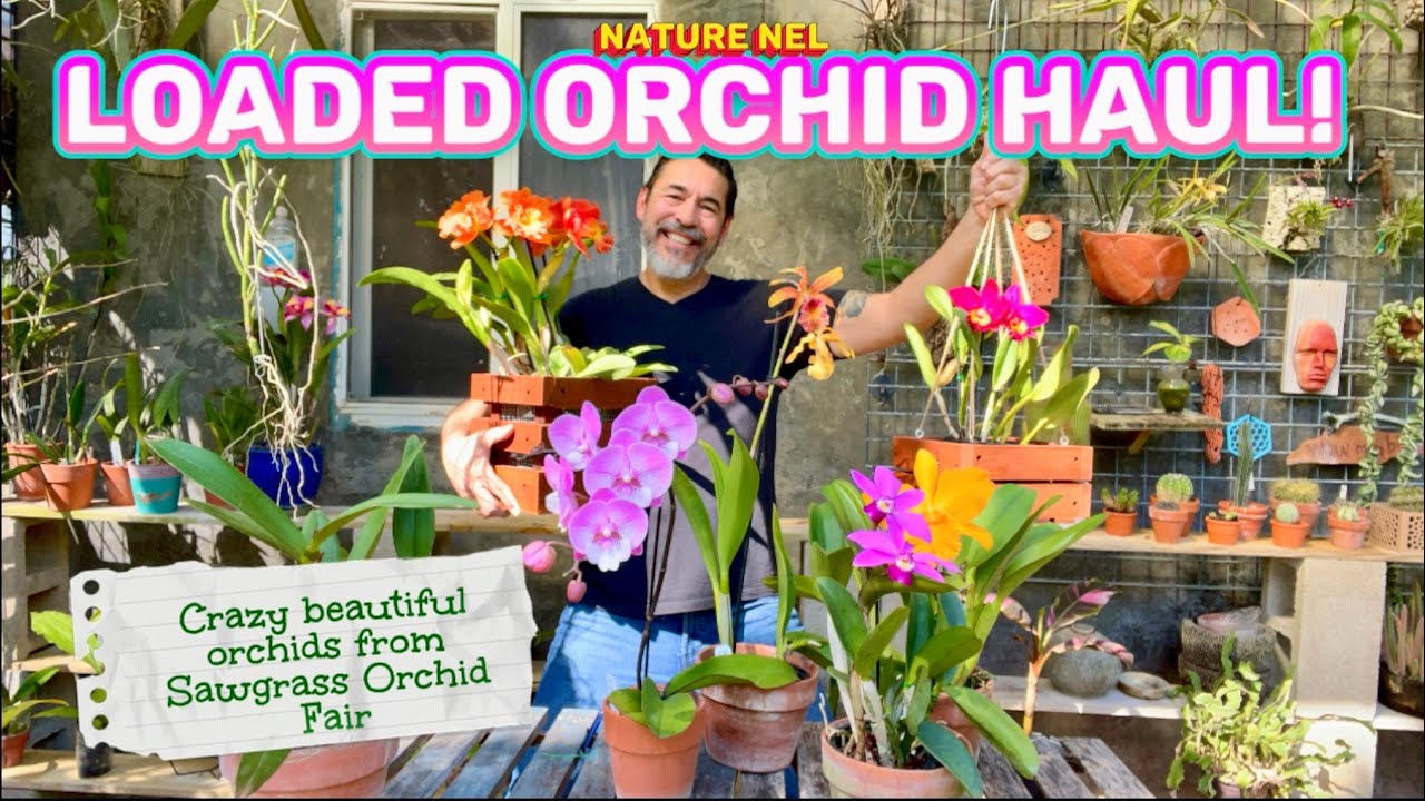 Preview Haul from Sawgrass featuring new orchids being sold for The Amazing Thailand Orchid Show