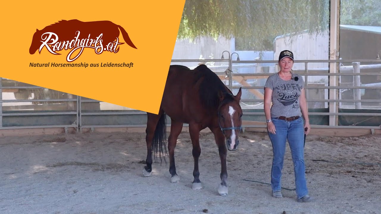 Training L3: Roundpen: Pferd ohne Strick folgen lassen (Twister)