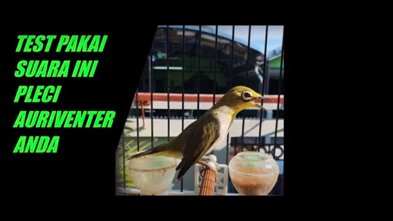 Suara Therapy Pleci Auriventer bahan