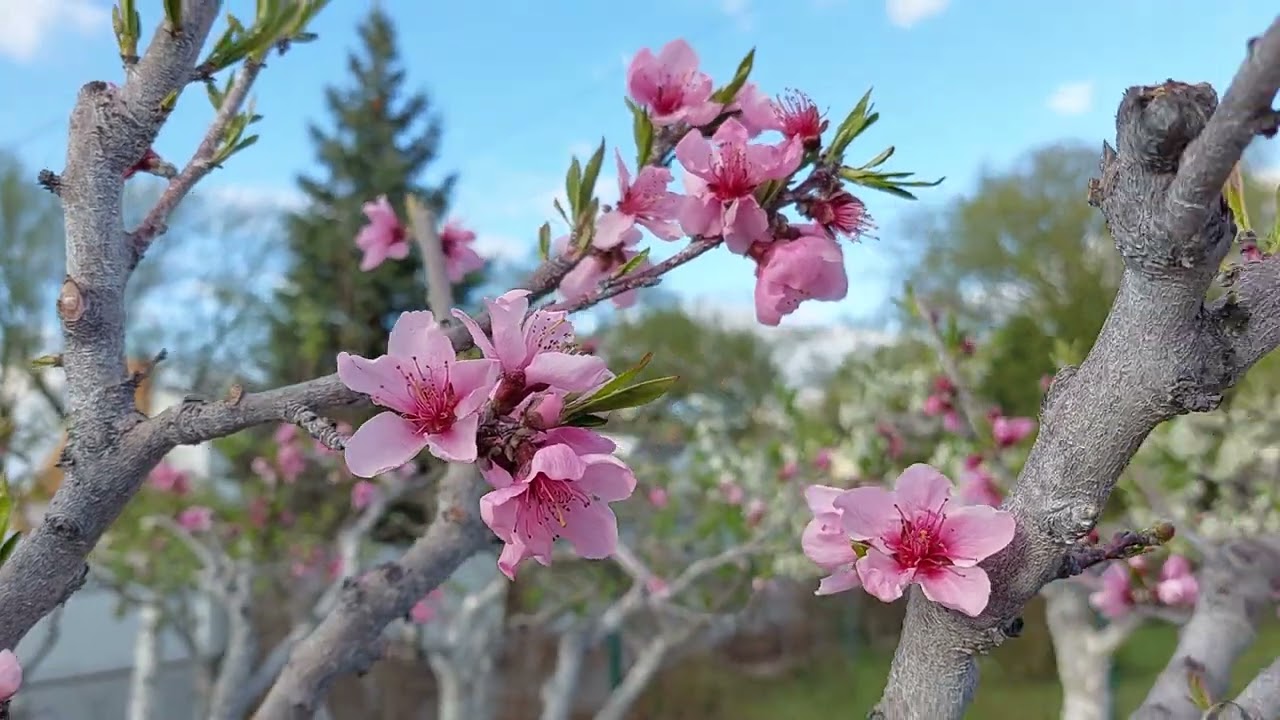 Backyard Orchard In Bloom 4-26-25