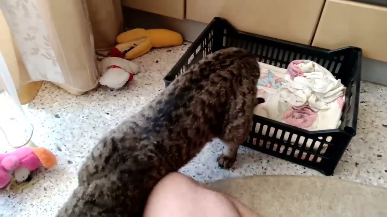 Кот отходит после наркоза