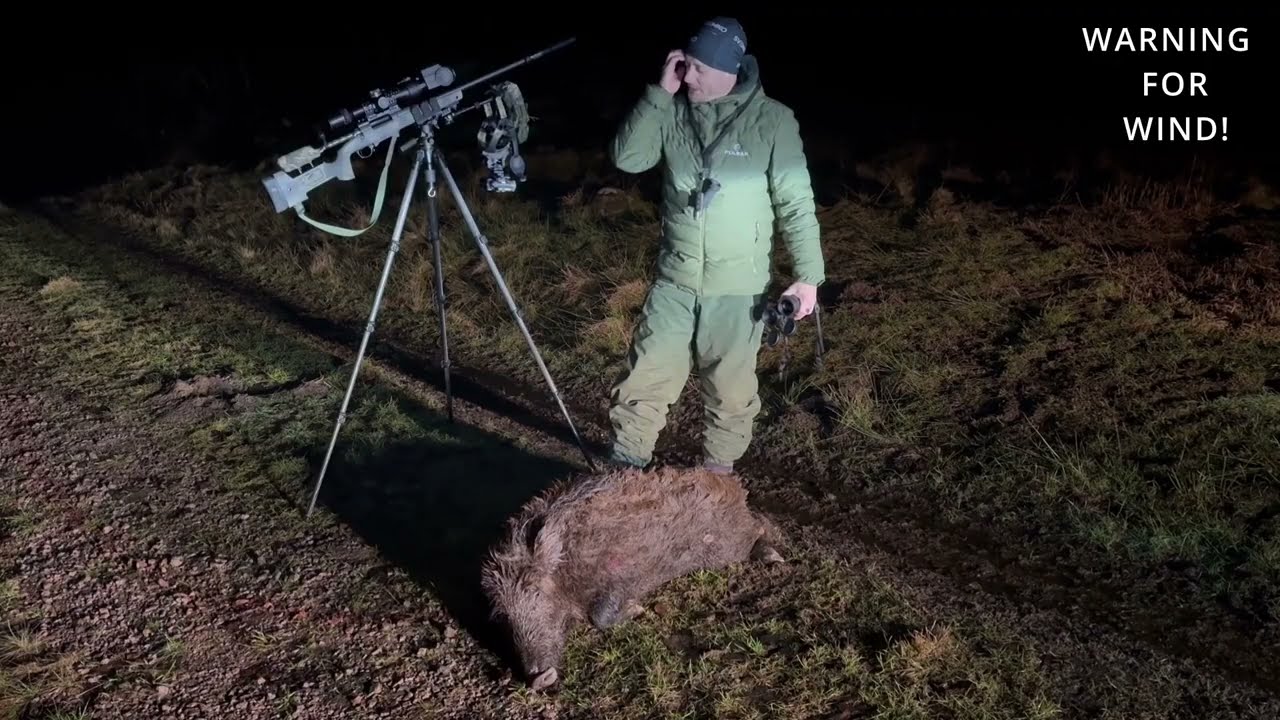 Night time wildboar hunting in Sweden
