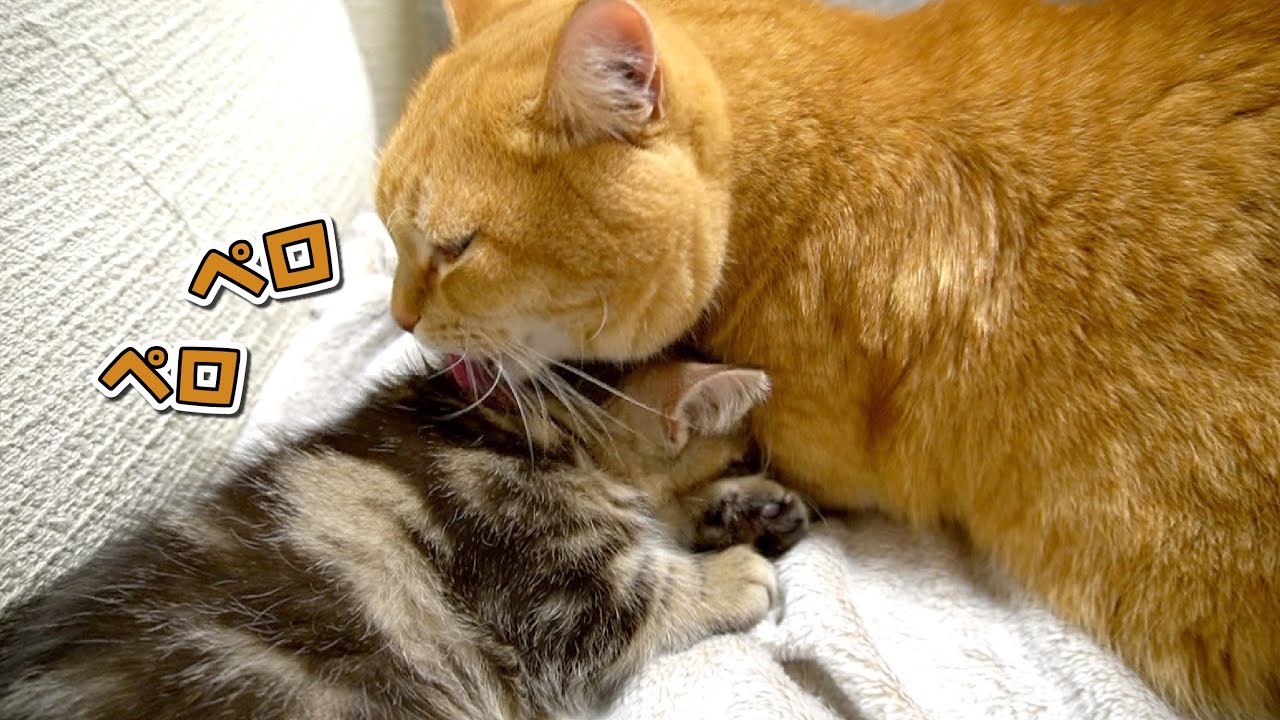子猫がベッタベタになるまで愛を込めて舐め続ける先住猫